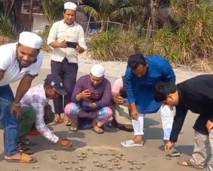 সেন্টমার্টিন সৈকতের বালুরচর থেকে সাগরে ফিরেছে ১৮৩টি কচ্ছপের বাচ্চা।