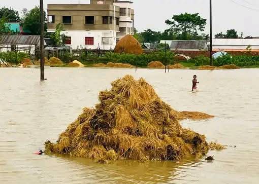 “অতিবৃষ্টিতে কিশোরগঞ্জ হাওরে বোরো ফসল বিপর্যয়, পানিতে তলিয়ে ৯ হাজার হেক্টর জমি”।