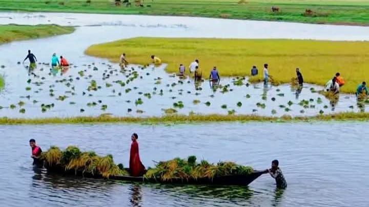 “কালিয়াকৈরে দুই মণ ধানের দামে এক মণ ওজনের কামলা,পানি-কাদায় ধান কাটলে ১৪০০ টাকা”।