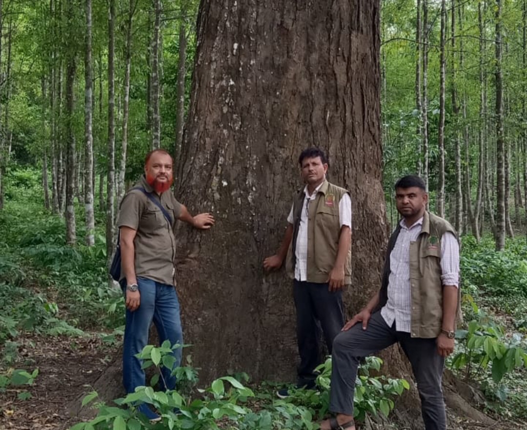 “বাংলাদেশের সর্ববৃহৎ আকারের তেলসুর গাছ রক্ষায় বমুবিট কর্মকর্তা : আলতাফ হোসেন”।