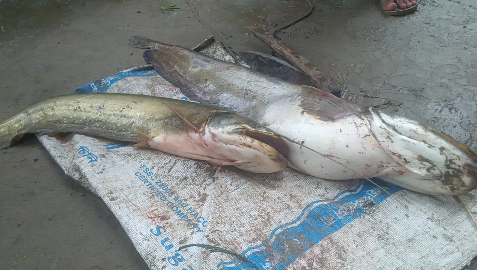 ঠাকুরগাঁওয়ের রুহিয়ায় জালে ধরা পড়লো ৬ কেজির বোয়ালসহ ৬ টি মাছ।