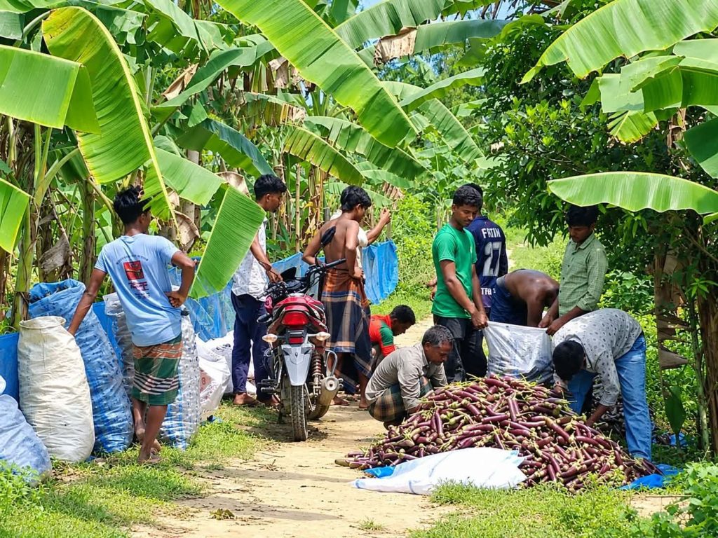 রুহিয়ায় বেগুন চাষে লাভের মুখ দেখছেন কৃষকরা